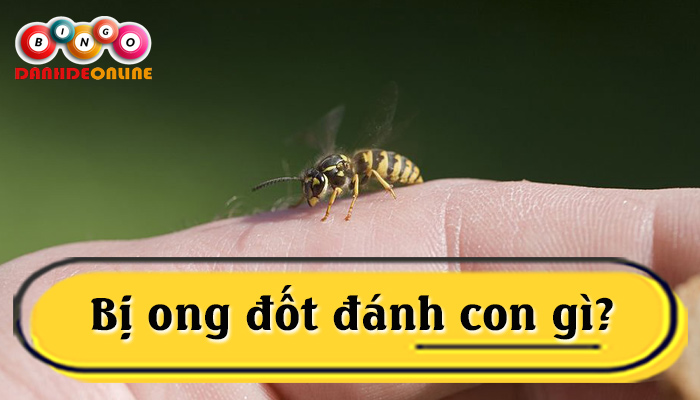 con ong số đề là gì